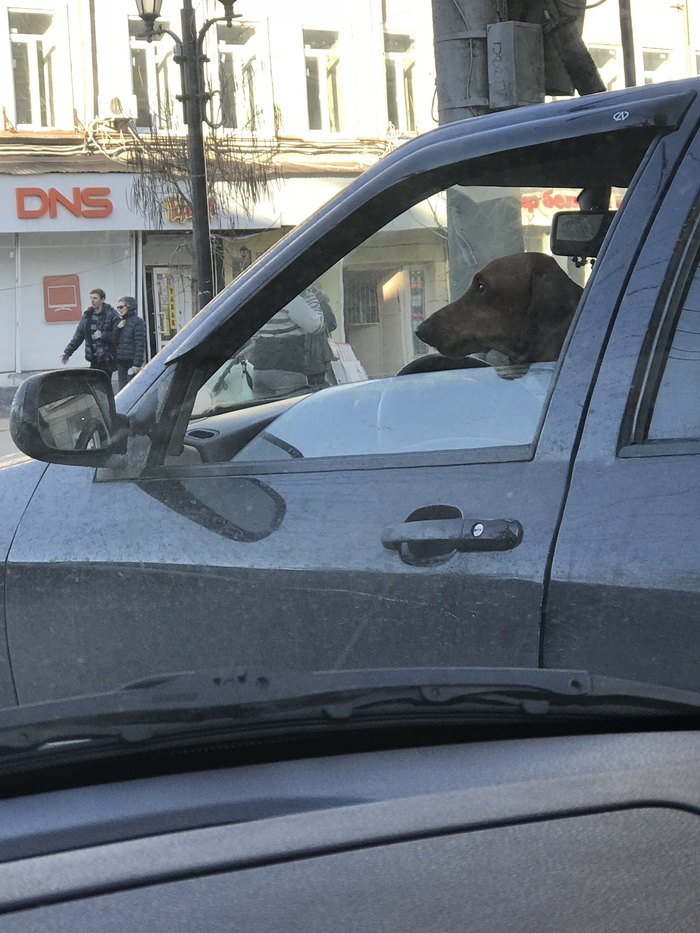 Real Taxi Driver - Traffic jams, Saratov, My, Dachshund