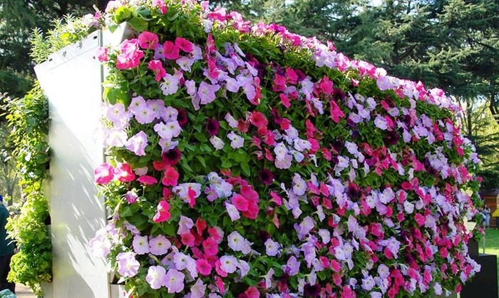 Вертикальное озеленение - что это и с чем его едят?