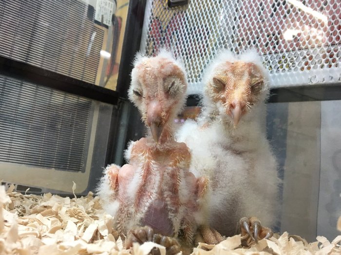 hatched. - Birds, Owl, Newborn, The photo