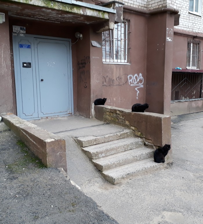 Perhaps I'll go to another entrance - My, cat, Black cat, Stavropol, Humor, Superstition, The photo