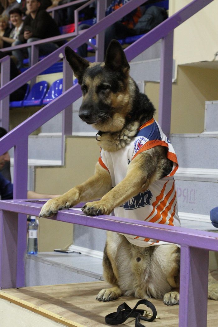 They write that the dog was brought to all the games of the basketball team, and finally the team gave him their T-shirt and a place in the VIP zone - Dog, German Shepherd, Basketball, Болельщики, From the network, The photo