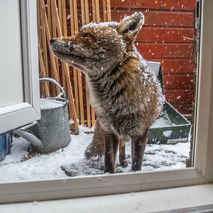 Снежная гостья ^.^