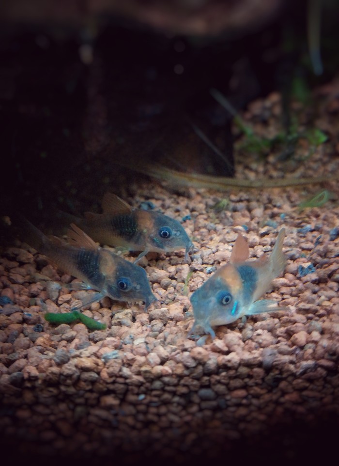 Venezuelan corridor - My, Aquarium, Corydoras