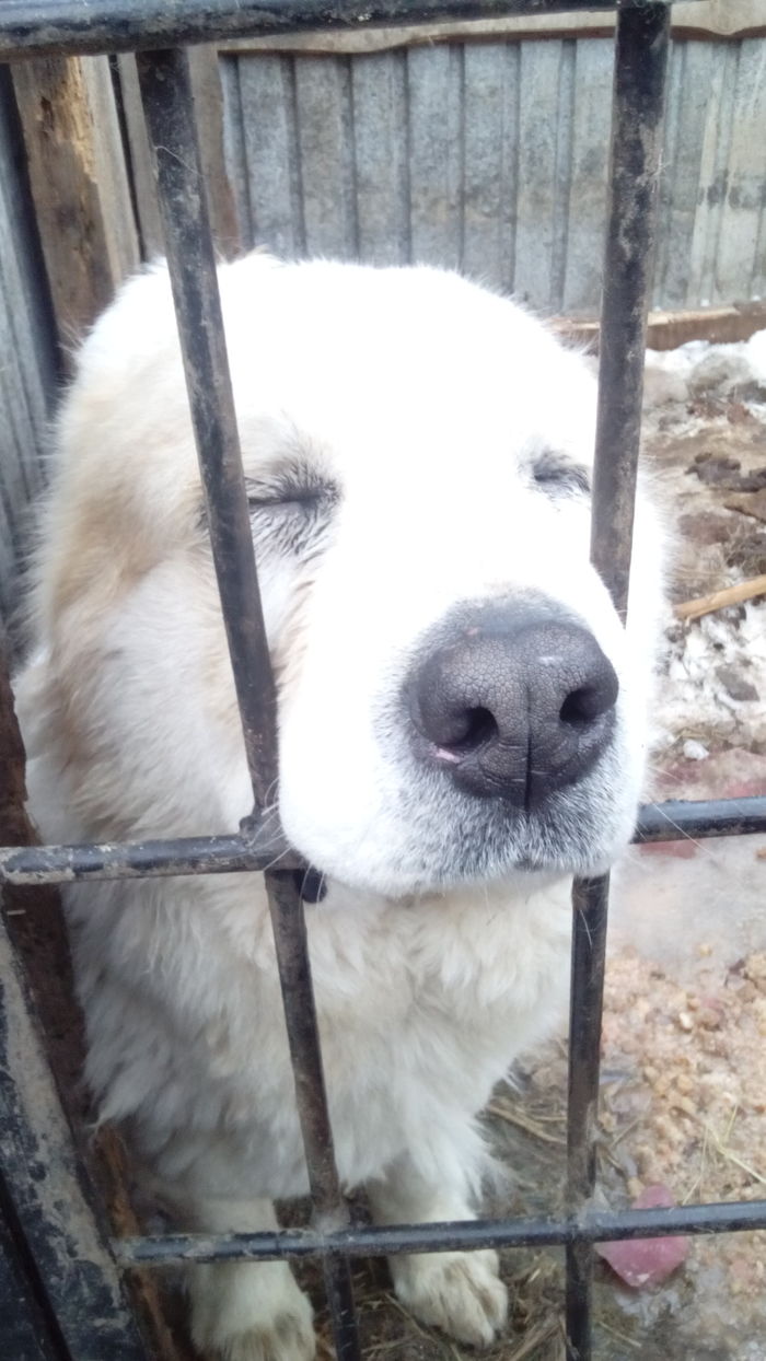 I am sitting behind bars in a damp dungeon. Captive-bred young eagle - My, Alabai, Dog, The photo