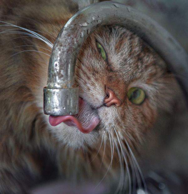 If there is no water in the tap, then the cats have drunk! - cat, Images, From the network