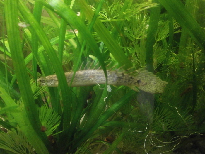 Handsome man - My, Aquarium, Aquarium fish, Polypterus, Animals