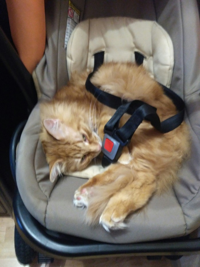 Did you tether the cat? - My, Catomafia, cat, Baby car seat