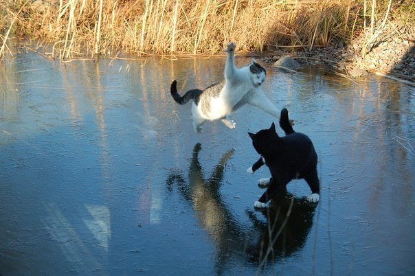 Battle on the Ice. - cat, Battle, Fight, Ice