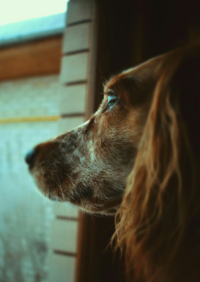 Spring. Damp, dirt. - My, Beginning photographer, Nikon d3400, Dog, Animals, Longpost