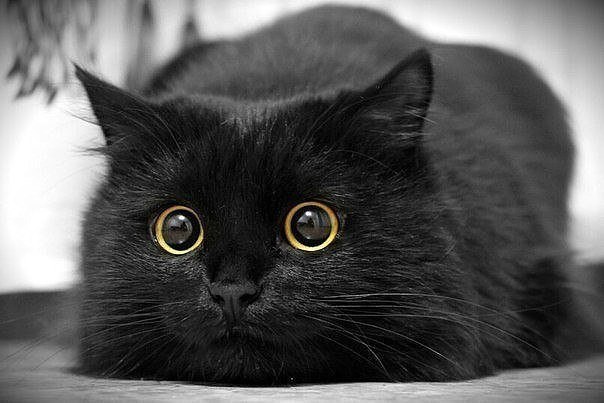 Не верьте плохим приметам. Черные кошки приносят счастье.» | Пикабу