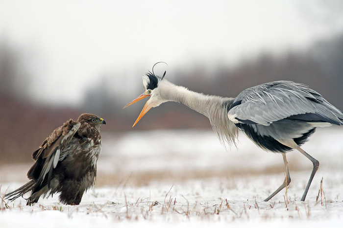 Well, who is the elder here? - Russia, wildlife, Birds, The photo, Buzzard, Everything is in place