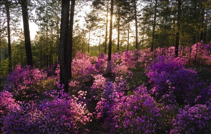 Flowering rosemary in the Trans-Baikal Territory - Transbaikalia, Bagulnik, Nature, Longpost, The photo