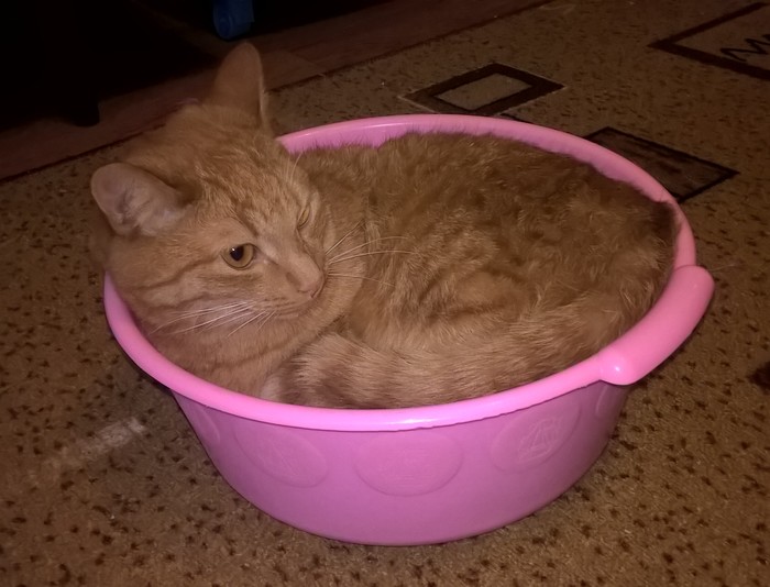 От куда у кота терпение?