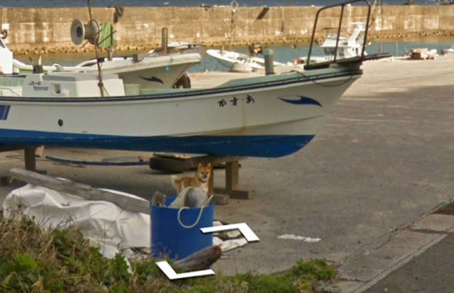 Dog and Google Street View - Longpost, Dog, Google street view