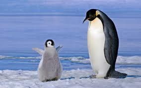 cold parenting - Penguins, The photo, Longpost