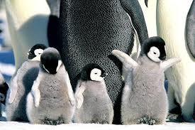 cold parenting - Penguins, The photo, Longpost