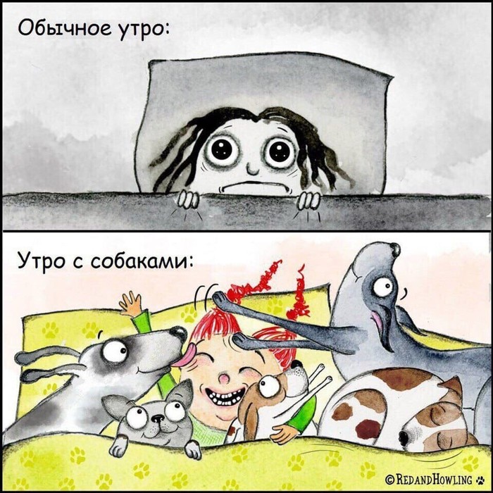 Ох уж это утро) - Собака, Юмор, Утро, Милота