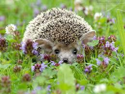 prickly emotions - African pygmy hedgehog, , Longpost, Hedgehog, The photo, Milota, cat