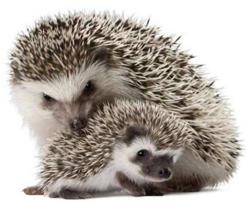 prickly emotions - African pygmy hedgehog, , Longpost, Hedgehog, The photo, Milota, cat