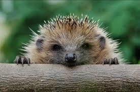 prickly emotions - African pygmy hedgehog, , Longpost, Hedgehog, The photo, Milota, cat