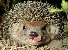 prickly emotions - African pygmy hedgehog, , Longpost, Hedgehog, The photo, Milota, cat