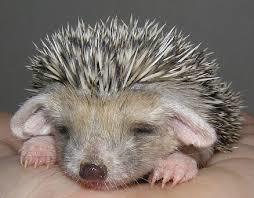 prickly emotions - African pygmy hedgehog, , Longpost, Hedgehog, The photo, Milota, cat