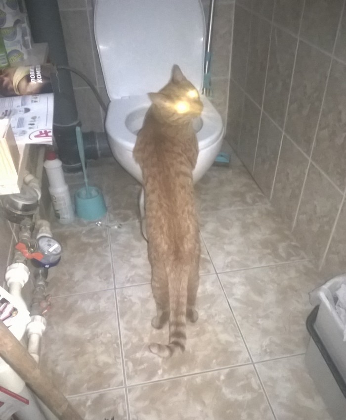 And what is this thing? - cat, Catomafia, Toilet, Toilet humor, Funny animals
