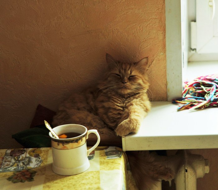 Sometimes my cat drinks tea - My, cat, Tea, , Redheads