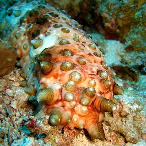 Sea cucumber (holothurian) - Ocean, Water, Sea, Marine life, Trypophobia