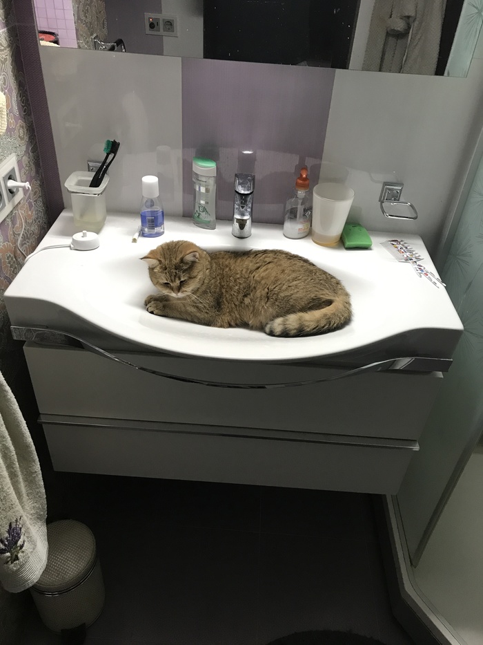 When you came to brush your teeth, and you weren't expected... - My, cat, cat house, British cat, Pets, Cat lovers, Cat breeds