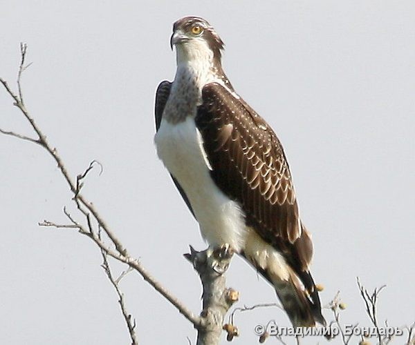 Such a different osprey - Osprey, , Bird watching, Gomel, Longpost