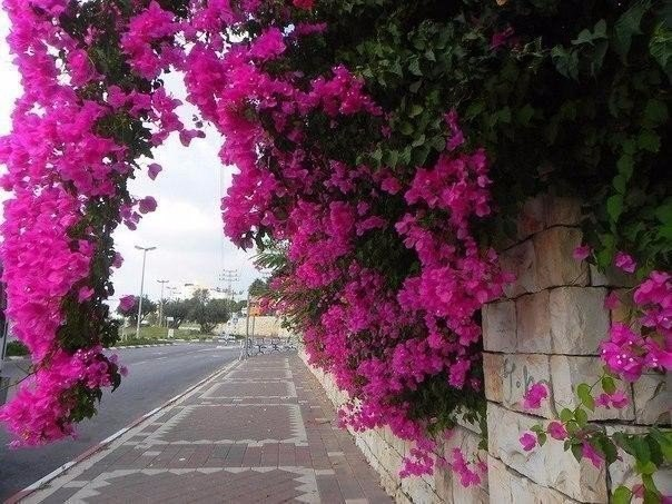 Bougainvillea - a living decoration of the streets of the Mediterranean - Bougainvillea, The photo, Longpost