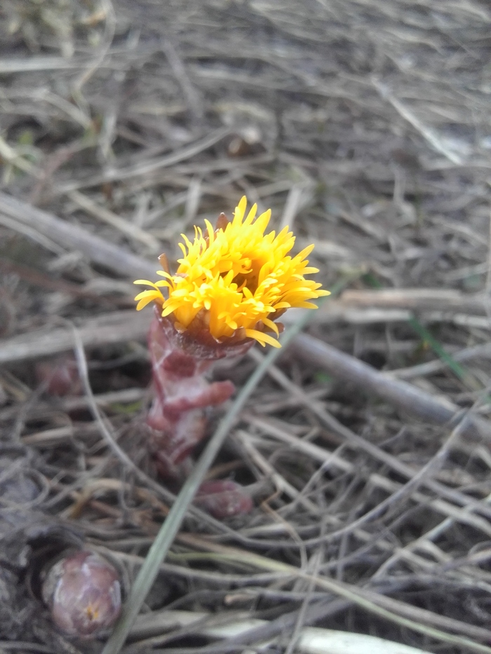 First spring flower - My, Flowers, Coltsfoot, Altai, Plants, The photo, Spring, Altai Republic