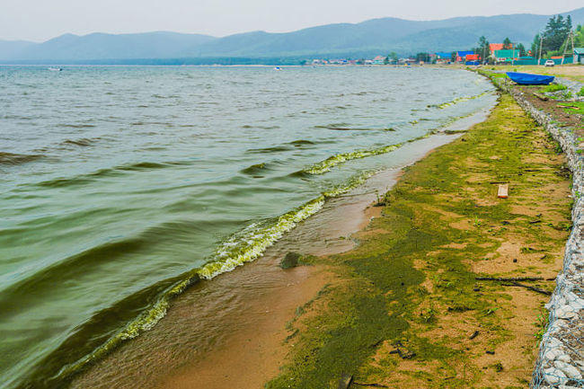 Mongolia pollutes Lake Baikal with industrial waste - news, Baikal, Mongolia, Ulan Bator, Spirogyra, Environmental pollution, Ecology