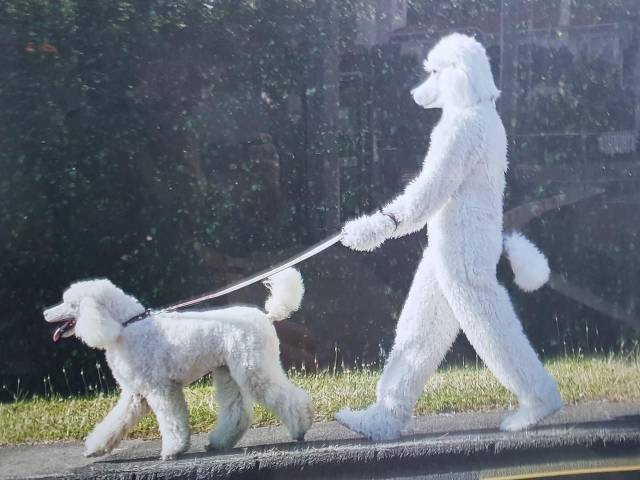 And we are all white and fluffy)) - Dog, Walk