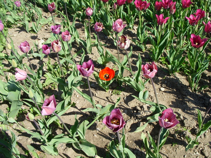 Nikitsky Botanical Garden. - My, Nikitsky Botanical Garden, Tulip Festival, Yalta, Longpost