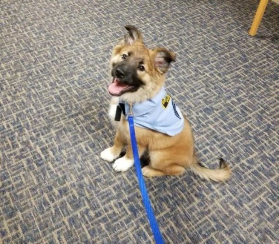 Adorable pup gets 'Hugging Officer' job with police - Dog, Animals, Milota, Kindness, Puppies, People, , Menagerie, Longpost