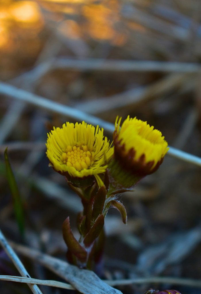 Finally waited :) The season of your favorite photo hunting for flowers and insects is open - My, Flowers, Macro, Beginning photographer, Nikon d3400, Longpost, Macro photography