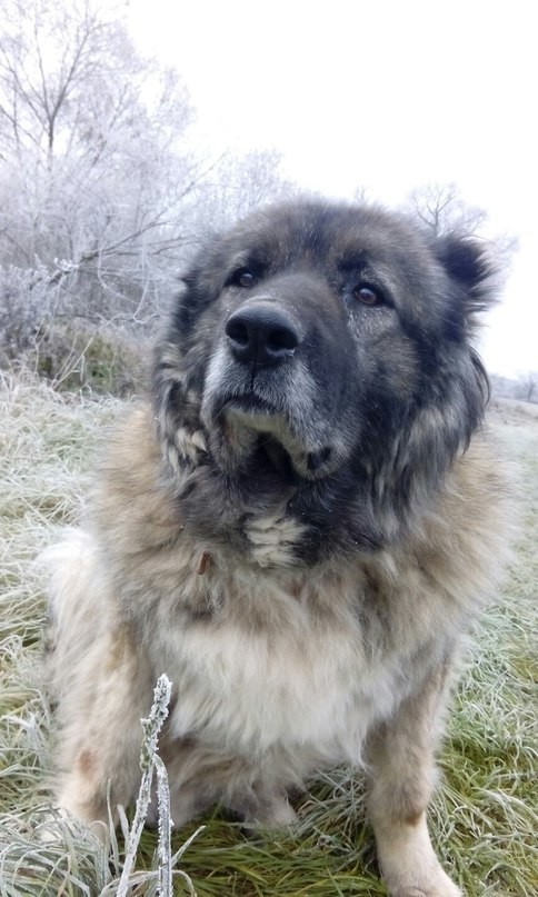 THESE ARE NOT DONE NOW... - My, Dog, Caucasian Shepherd Dog, Is free, In good hands, Looking for a home, Looking for a family, Animal protection, No rating, , Moscow