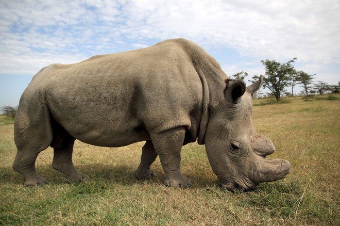 Kenya's last albino rhinoceros dies - , Facts, The national geographic