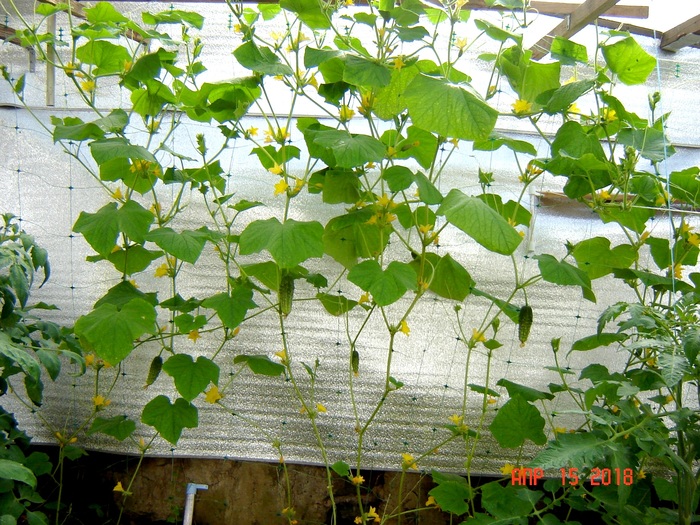 Underground greenhouse, Krasnodar region, spring 2018 - My, Underground greenhouse, Краснодарский Край, , Longpost