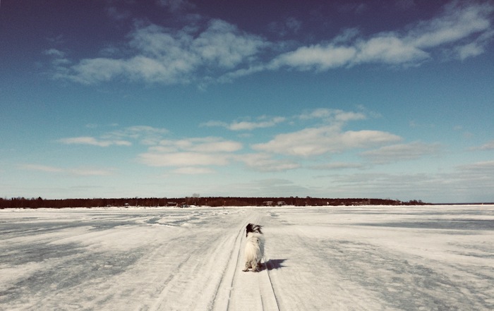 follow me - My, The photo, Nature, North, Dog, Sky, beauty