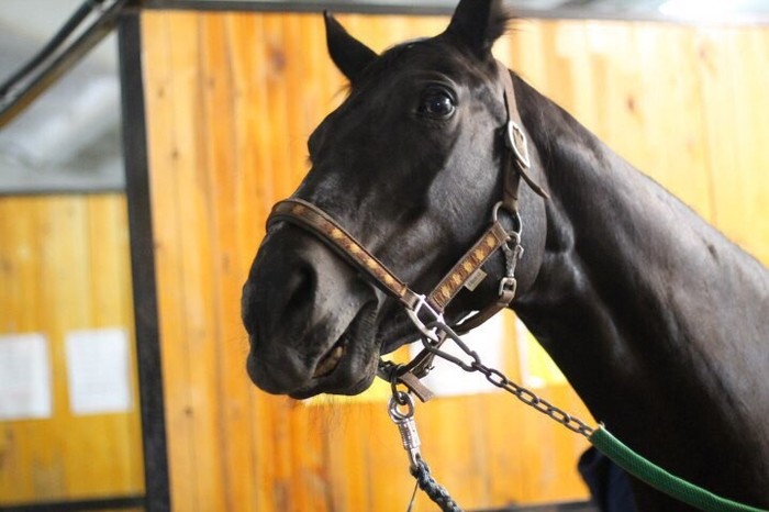 Весна и кони