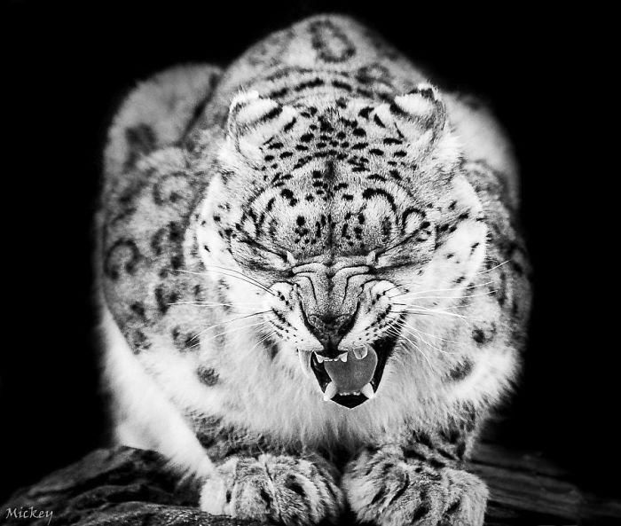 Snow leopards - cat, Wild animals, Snow Leopard, Longpost