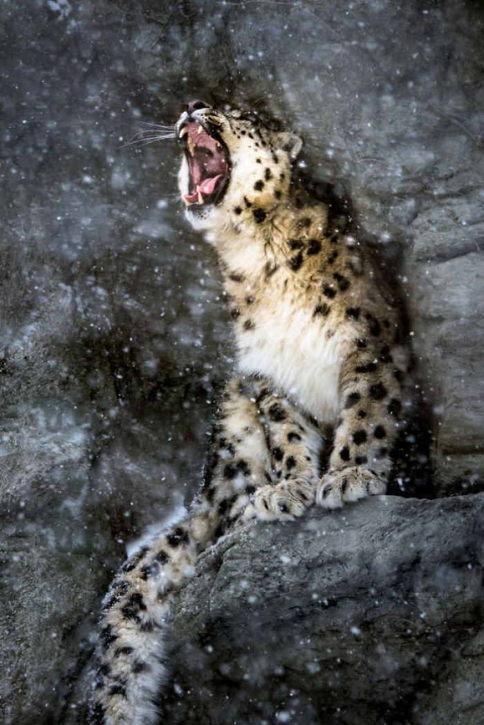 Snow leopards - cat, Wild animals, Snow Leopard, Longpost