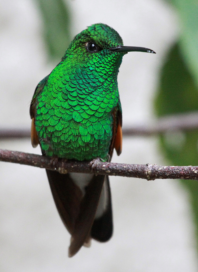 The most beautiful types of hummingbirds - Hummingbird, Birds, Nature, The photo, Milota, Longpost