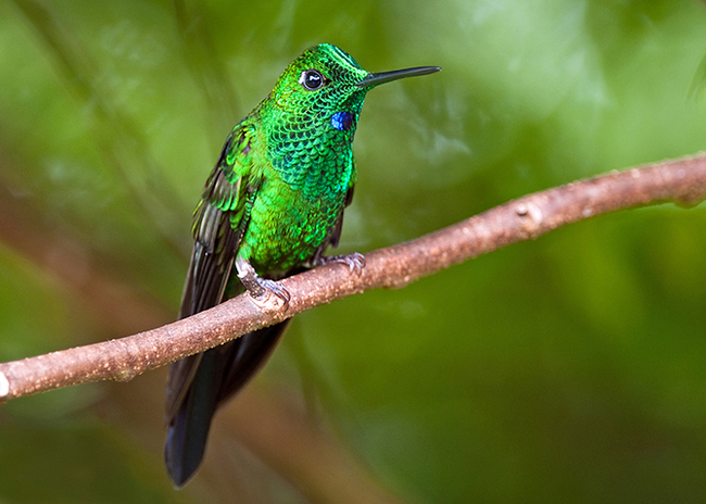 The most beautiful types of hummingbirds - Hummingbird, Birds, Nature, The photo, Milota, Longpost