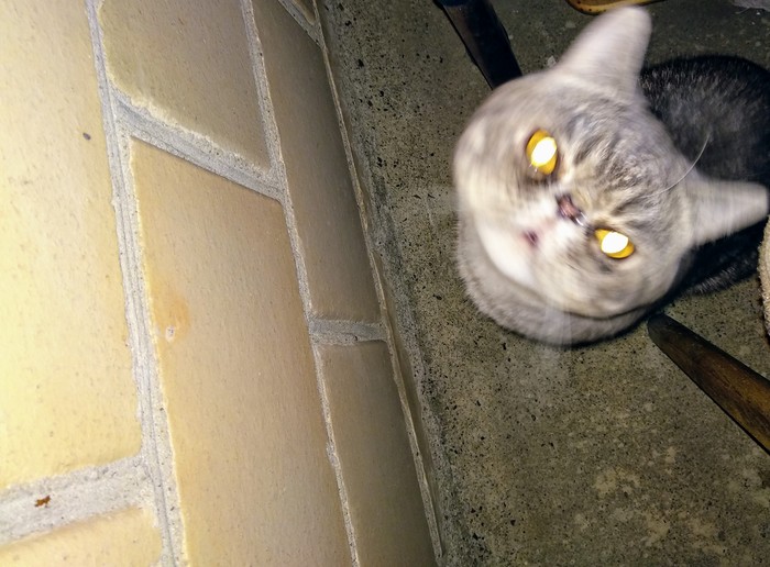 Hypnocat , 
