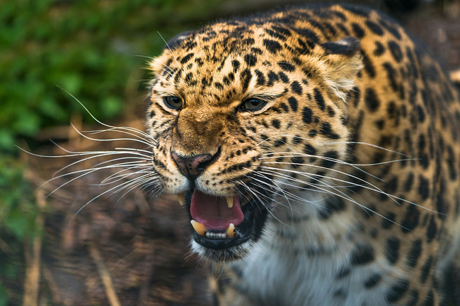 There are more Far Eastern leopards - Far Eastern leopard, , Good news