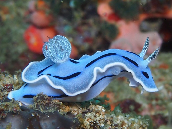 Sea beauties - Sea slug, Nudibranchs, Marine life, Nature, No rating, Longpost